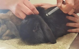 预防兔子感冒的方法，在兔舍中放置毛毯可供兔子御寒