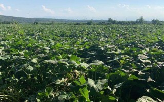 紫薯的高产栽培管理技术，田间管理极为重要