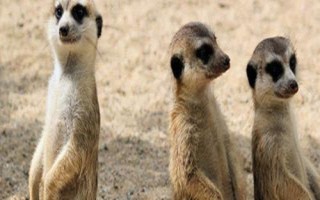 猫鼬吃什么食物，以昆虫为主食