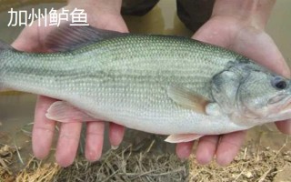 加州鲈鱼是鲈鱼吗,二者并不是同一种鱼