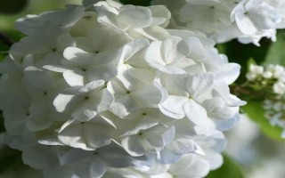 琼花的花语,寓意魅力无限、完美的爱情等