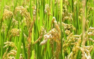 益51A水稻种子介绍,秧田亩播种量15公斤
