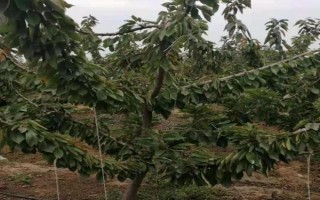 沙王樱桃的品种介绍,其树势强健且丰产性能好