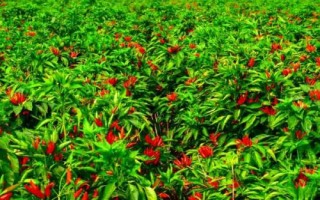 麦茬小辣椒怎么种植，需挑选株型紧凑的品种