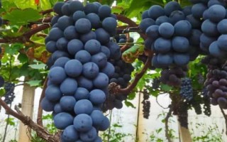 夏黑葡萄有没有籽，属于无籽早熟品种