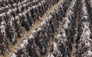 种木耳可以用哪些木头，常使用柞树、桦树