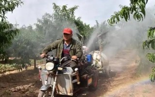 李子苗的价格，通常在1-3元左右一棵