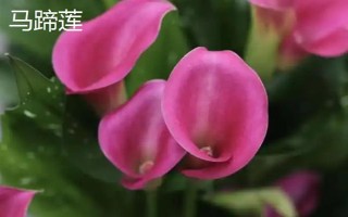 圣诞节适合送哪些花卉,玫瑰花、百合花、郁金香等品种可以考虑
