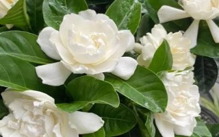 栀子花冬季是否会落叶，冬天落叶是正常情况