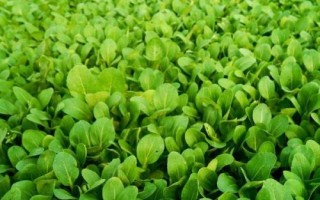 小白菜的种植方法,一年四季均可种植