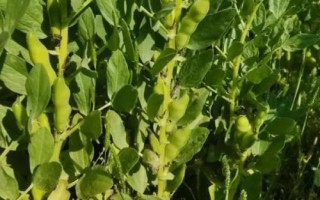 蚕豆的成熟期，每年5月份可上市