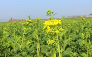 油菜的种植技术，种植之前对土壤进行翻耕