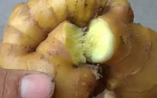 生姜怎么催芽，可采取以下3种方式