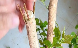 三角梅嫁接所用砧木，以长势强的紫花三角梅为宜
