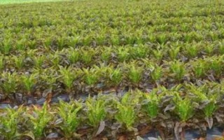 莴笋的种植技术,播种前需先把苗床浇湿浇透再播种