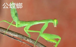 螳螂如何分辨公母,可以从体型、腹节数量等方面区分