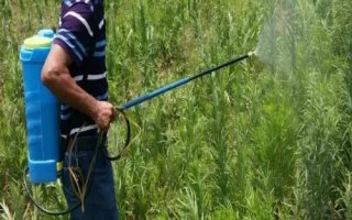 氟吡甲禾灵敏感的作物，对禾本科作物敏感