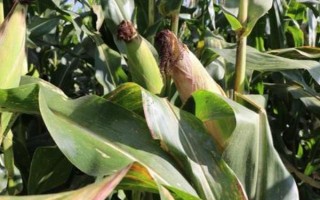 益甜608玉米种子特征特性,每亩种植3000~3200株