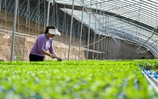 夏季蔬菜育苗要注意什么，及时分苗间苗可让秧苗更粗壮