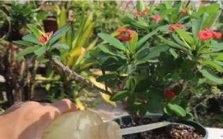 如何盆栽虎刺梅，一年四季都需要充足的光照