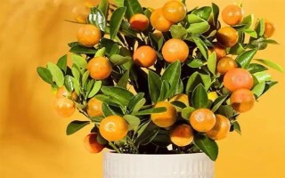 金桔如何保存，常见以下3种方法
