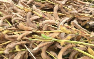 铁豆73大豆种子简介,属晚熟品种