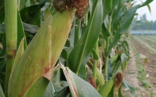 垦沃3号玉米种子特点，亩种植密度4500株