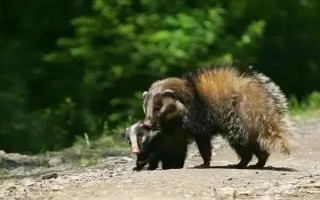 养殖猪獾要注意什么,每天只需投喂一次