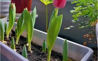 郁金香茎短花小的原因，可能是品种退化或受到遗传基因的影响