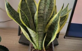 盆栽虎皮兰的繁殖方法，可分株或扦插繁殖