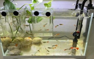 小瓜虫是怎样产生的，过度喂食、水质问题等均有可能