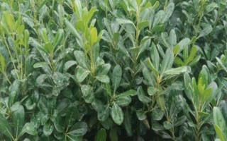 海桐的养殖要点,对光照的需求比较高