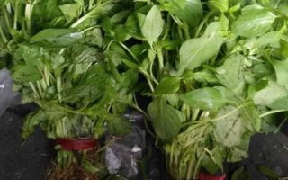 荆芥的种植管理方法,育苗间苗时可以结合松土一次
