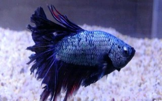 斗鱼炸鳞的治疗方法，原因不同导致治疗的方式也不同