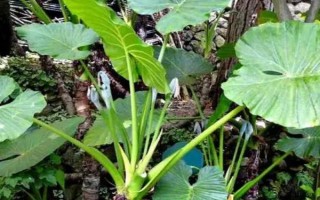 滴水观音株型太大如何处理，切割植株能变得美观挺拔