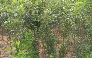 李子疏花疏果的方法，通常要疏掉三分之一的花量