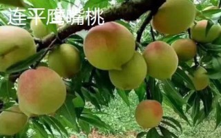 常见的桃子品种,品种较多各具特色