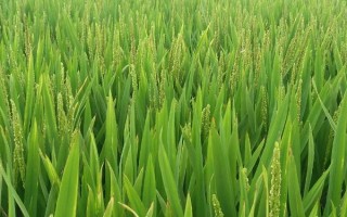 袁粳9238号水稻种子特征特性,属中早熟品种