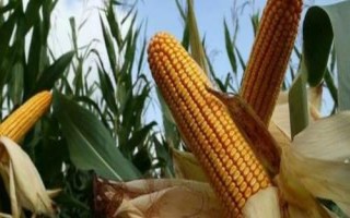 佳汇和933玉米品种简介,平均生育期107天左右
