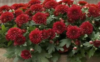 红色菊花的花语，寓意喜庆吉祥、热情似火等