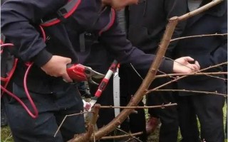 黄桃春季的管理方法，花果期要进行疏花的工作