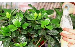 栀子花春天的养殖方法，春天要让其有充足的水肥