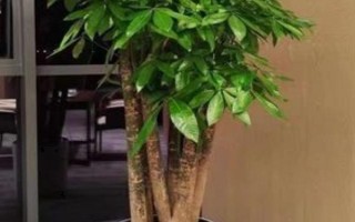 发财树是单杆好还是三杆好，养殖三杆发财树更合适