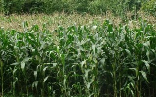 潍玉6号玉米品种的特性，夏播生育期109天