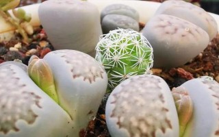 生石花如何换盆，可在生长季节换盆