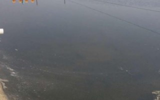 基围虾苗的价格,250-280元左右一万尾