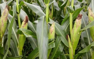 必胜3号玉米品种的特性，每亩种植4000株左右