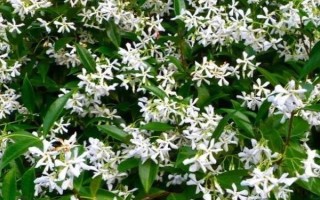 风车茉莉长得慢的原因，缺光、土壤和温度不适等因素均会造成