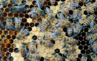 蜂巢的筑造过程，筑巢前需要侦查蜂外出选址