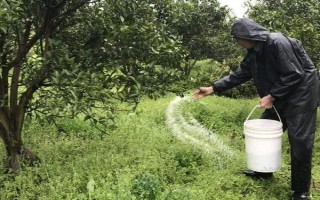 樱桃开花不结果如何处理，采取的措施取决于发生原因